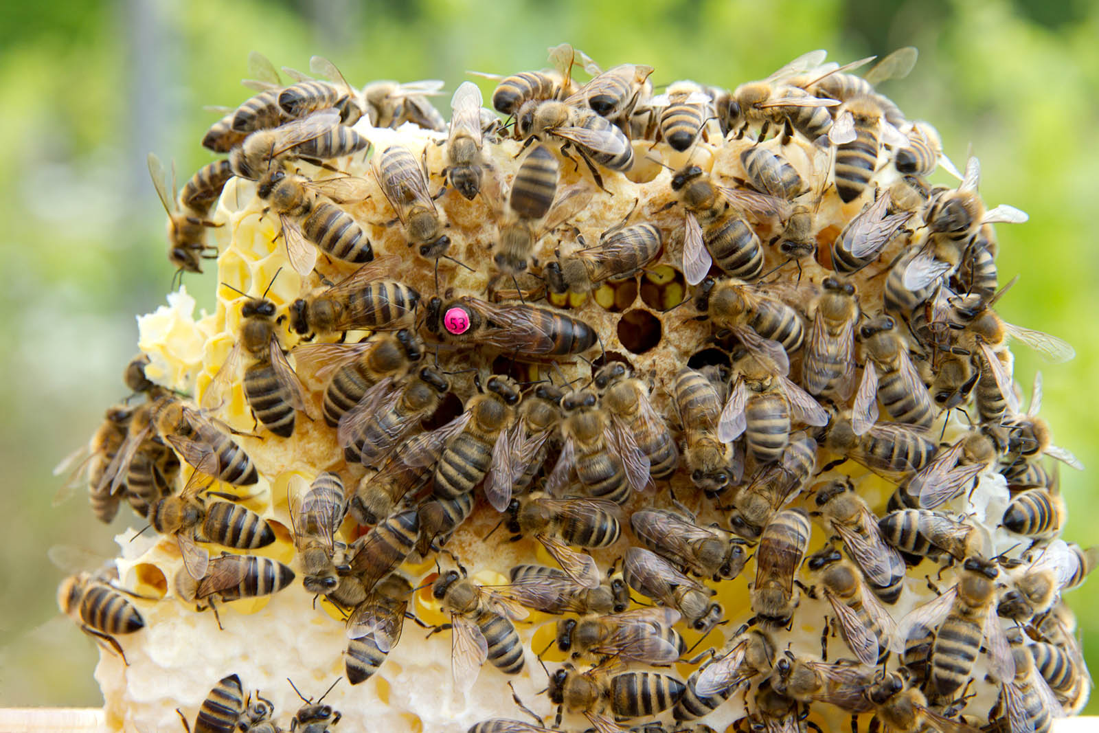 bienen-9925-1600.jpg