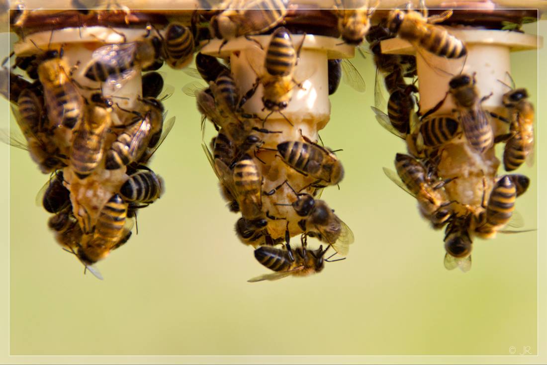 bienen-nicot-02.jpg