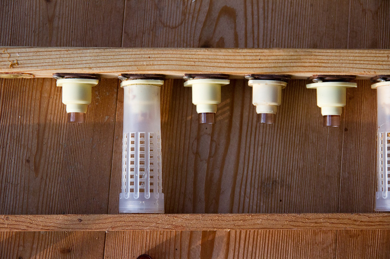 bienen-nicot_0124.jpg